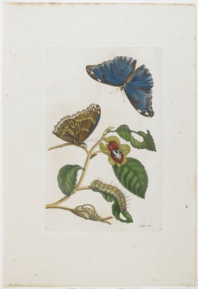 Blue Butterflies and Foliage, 1705-71 by Maria Sibylla Merian